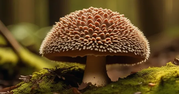 Terracotta Hedgehog Wellness Profile - Research Notes & Safety ...